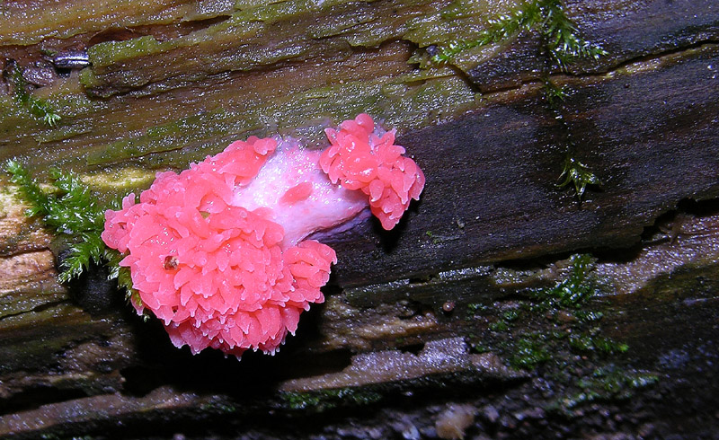 Dal bianco al viola..